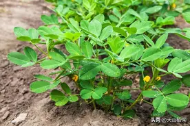 花生的正确种植方法图片