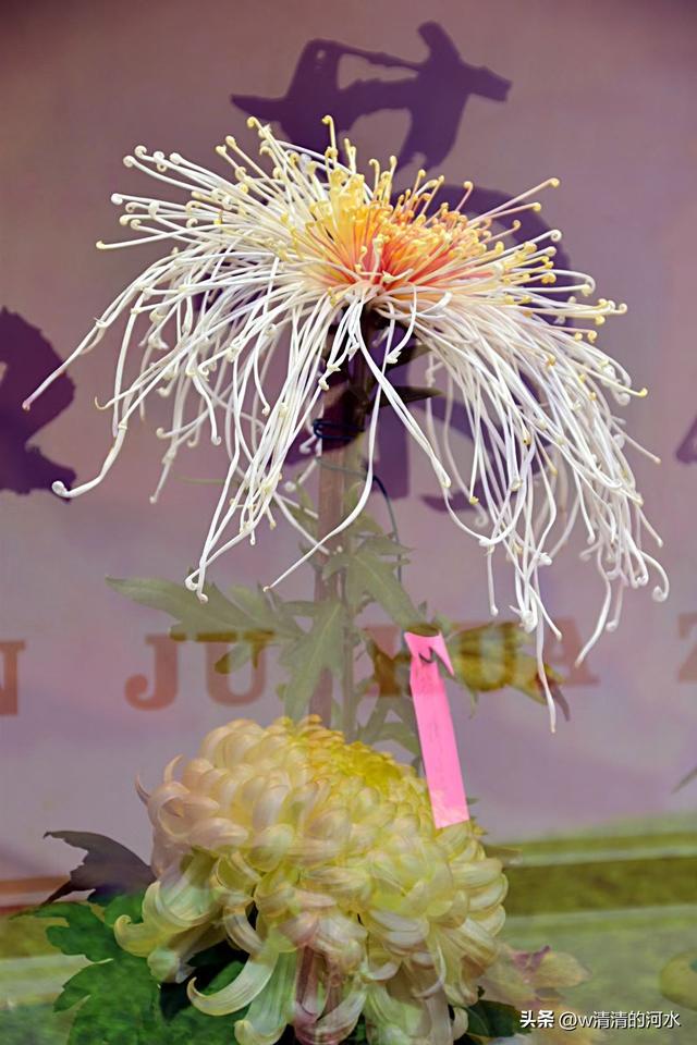 菊花是秋天里美丽的图画