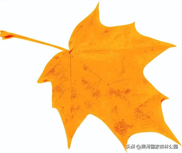 初秋美景大放送，自驾黑河，感受秋天的第一份浪漫！