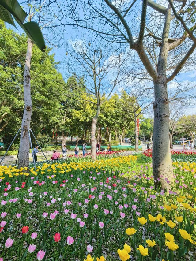 福州春日出游必打卡！农大沙滩公园的郁金香花海，美到令人藏不住