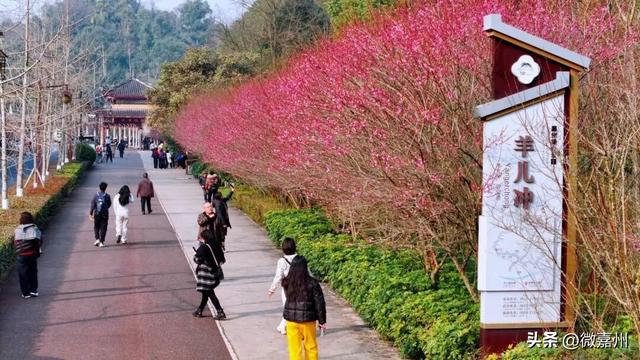 梅香漫绿心 嘉州绿心公园迎赏梅热潮