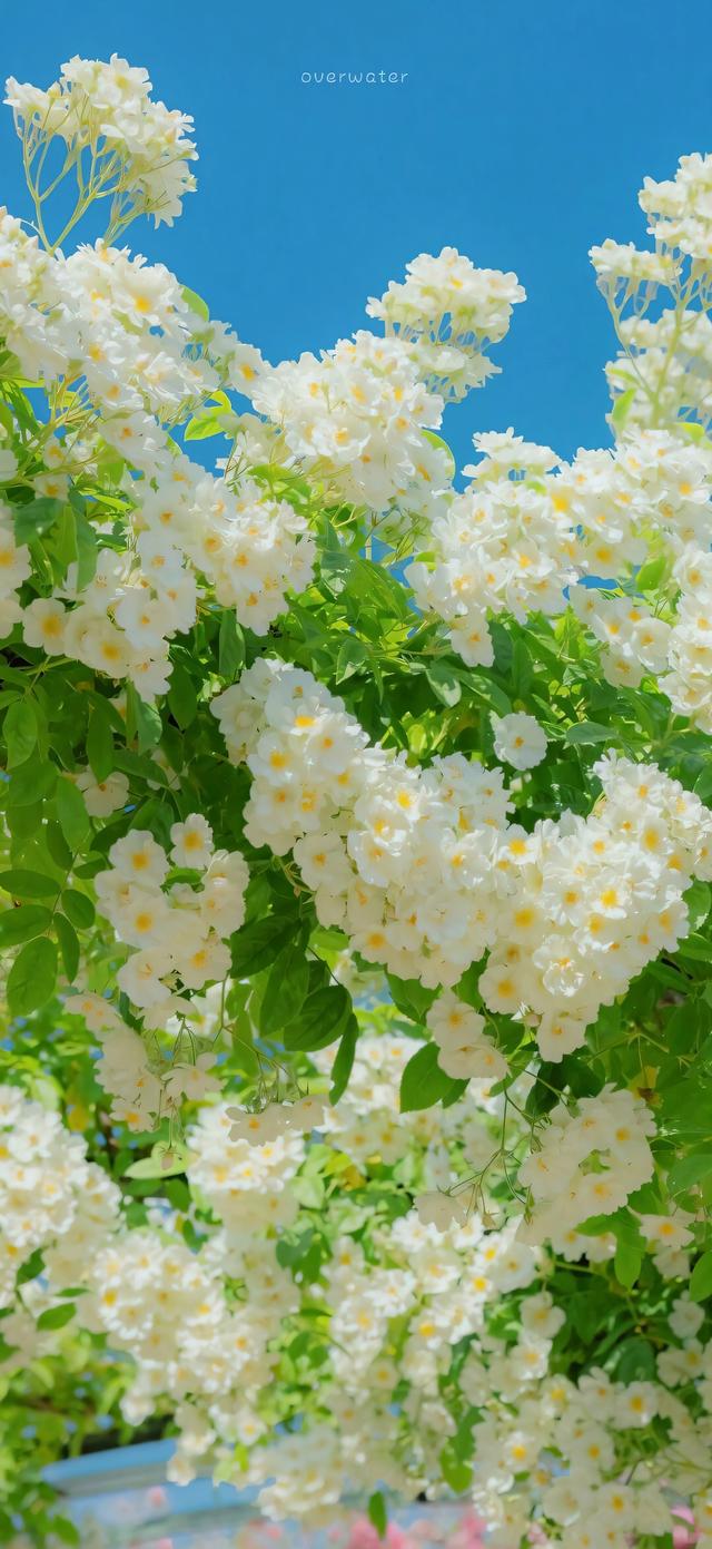 手机壁纸|清新自然，绿色风光美景