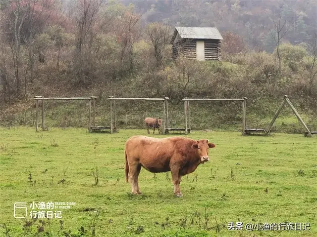 陕南秦岭自驾，这条赏秋秘境小环线，色彩浓度超标！太过瘾