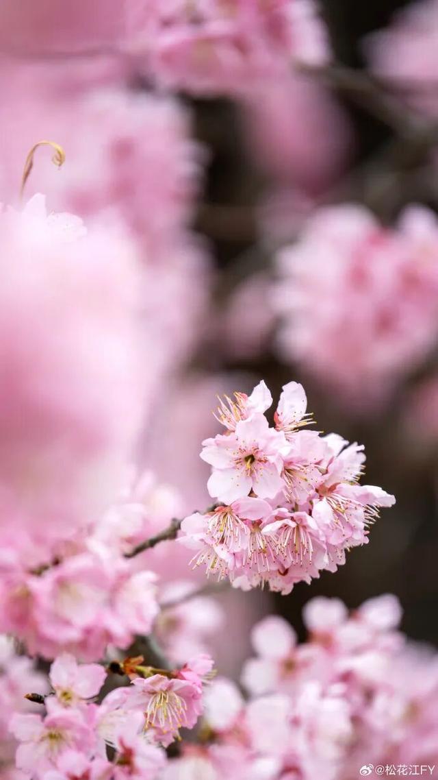 无锡的樱花都美成这样了！