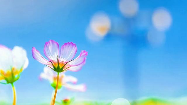 赛罕区格桑花海如期盛放,绚烂“幸福花”需要大家共同守护