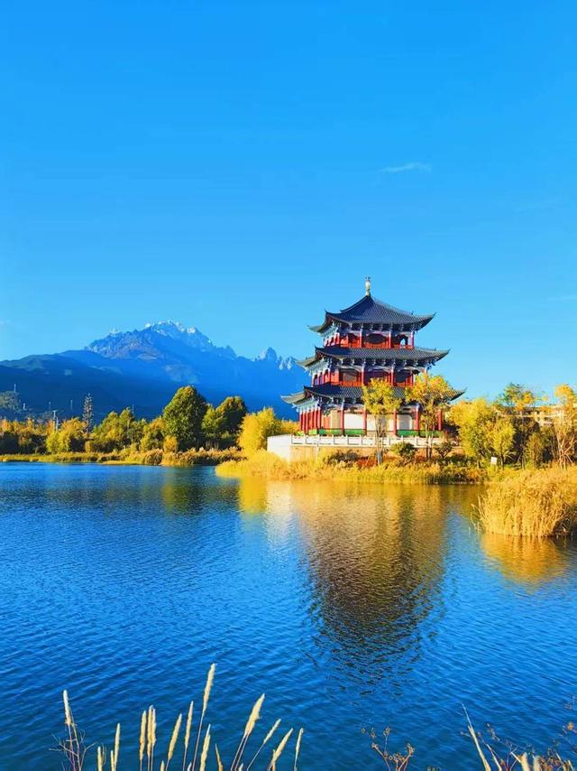 丽江初冬藏不住了！中济海公园的水杉变黄了，随手拍都是大片