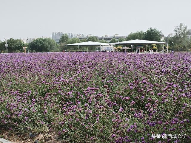 散文写人生｜寻踪河西 金昌行记 文图/张耀宇
