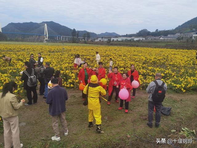 千年古麇，菊香五峰！十堰市郧阳区东峰村万亩菊花震撼盛开太美了