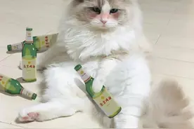 广州男子每天半斤酒助眠 医生：危害大过失眠图片