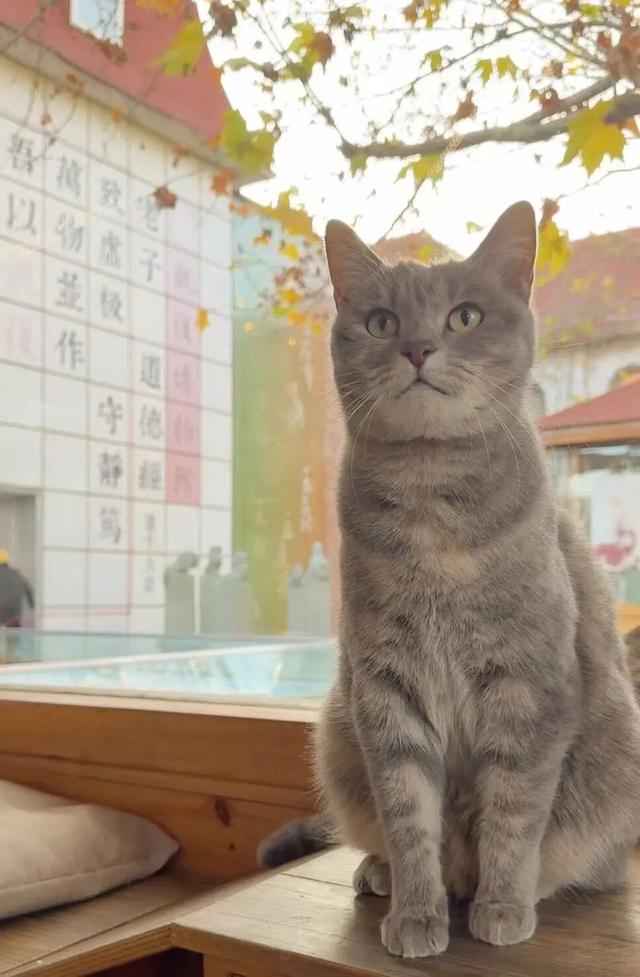 博物FUN | 观复之道：中国首家私立博物馆的“逆生长”密码