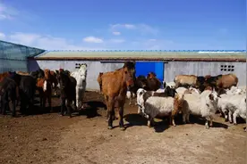 西乌旗牧民宝音巴图和他的“副业”图片