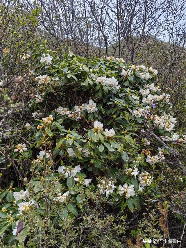 渭源双石门*石门雪山的杜鹃花