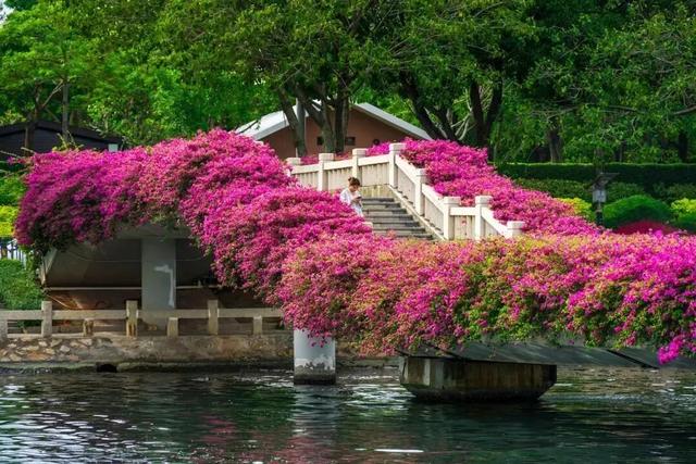 这是冬天?厦门暖冬花花花花花花样缤纷~