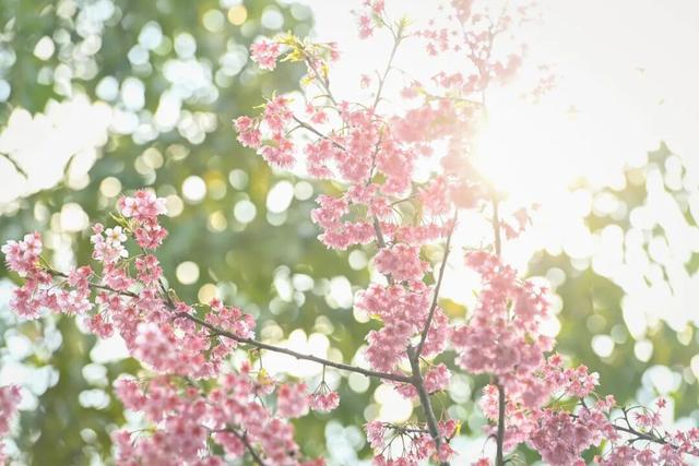 一年一度！重庆园博园红梅开啦→