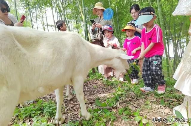 秋风起，帐篷支 | 在新洲遇见理想中的露营生活