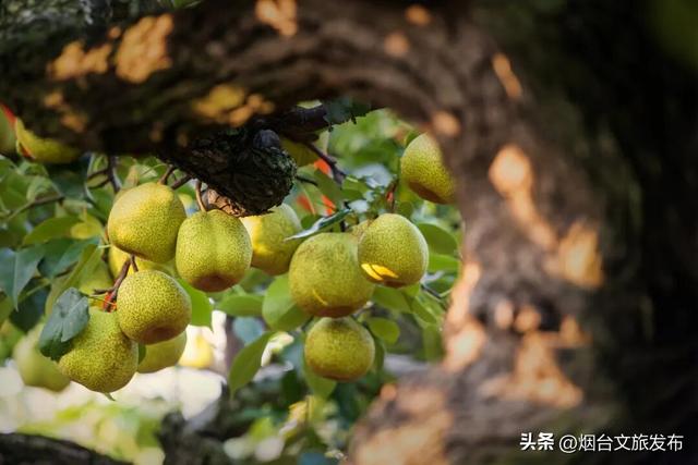 【乐游烟台】你好啊，烟台的秋天！