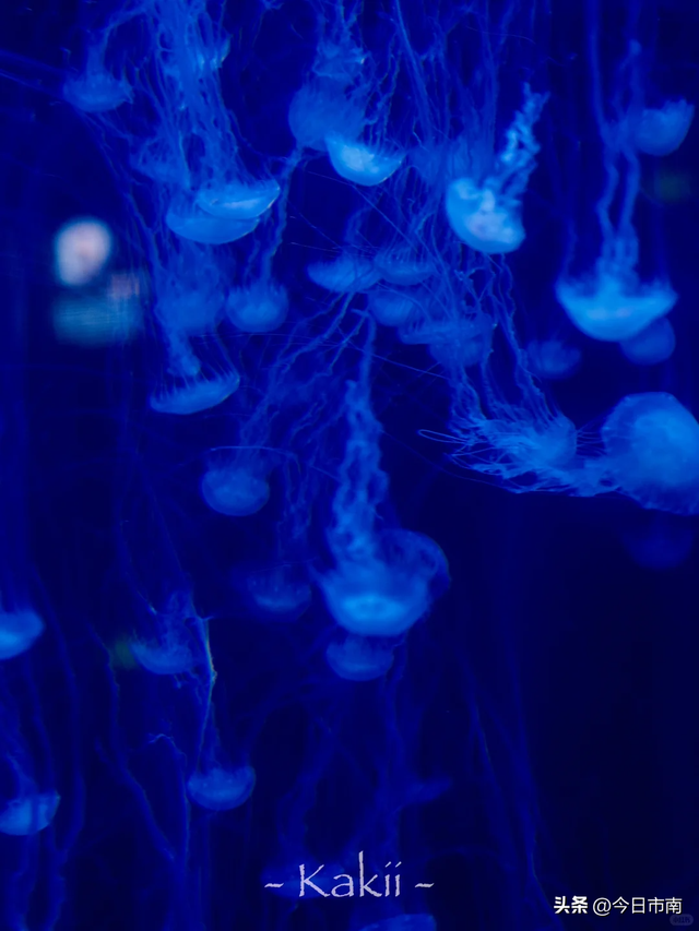 来市南，看虎界“刘亦菲”！与“神奇动物”零距离～