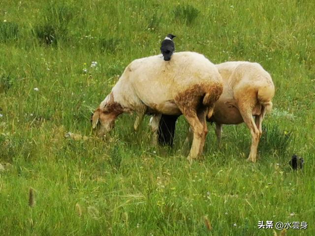向北而行：北京自驾沽源、多伦、太仆寺旗的草原牧歌（5）石条山