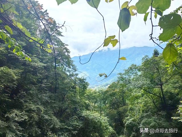 四川又一高山杜鹃惊艳了，刚好进盛花期，云海中的花园，非常唯美