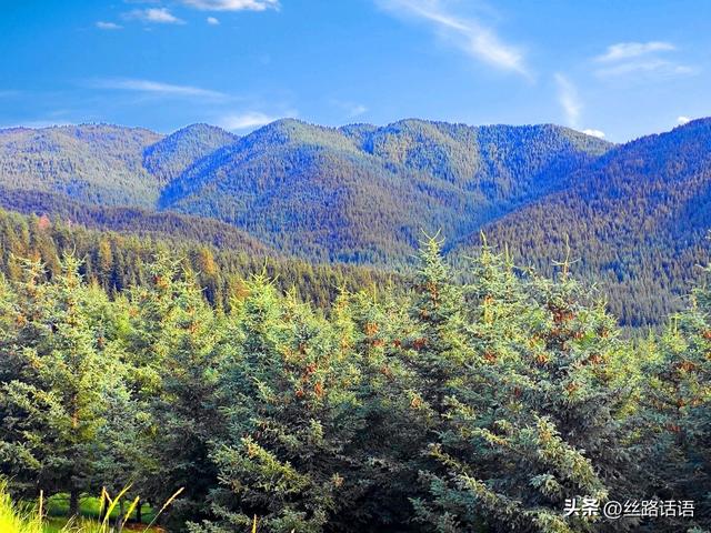 夏日避暑何处去？焉支山“天然氧吧”等你来寻