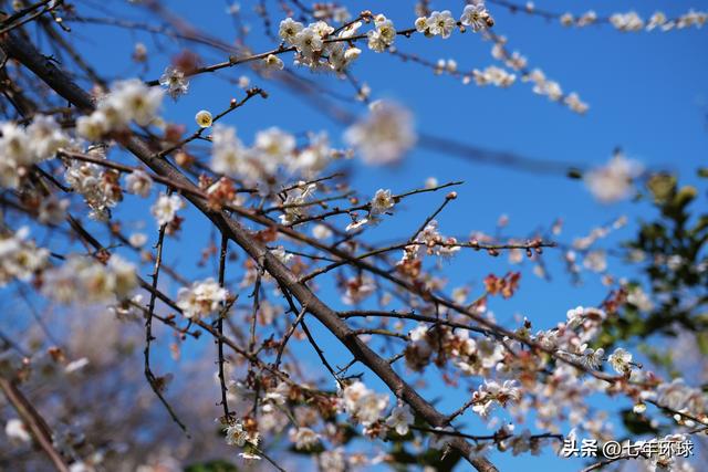 南方人有自己的雪：永泰赏梅指南