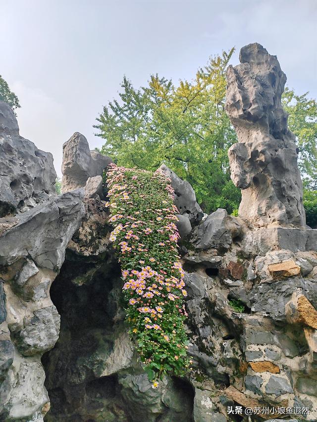 2025苏州狮子林菊展：赴一场比《甄嬛传》存菊堂更盛的秋日菊宴