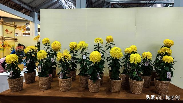 秋韵菊香、沙湖寻美—— 沙湖公园武汉第42届菊花展掠影