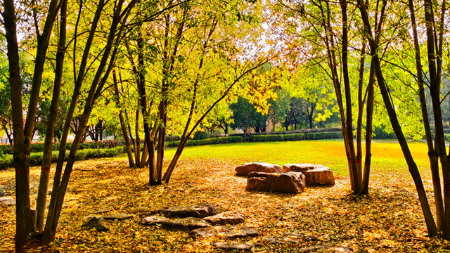 图说遂平：满城缤纷色 斑斓绘初冬