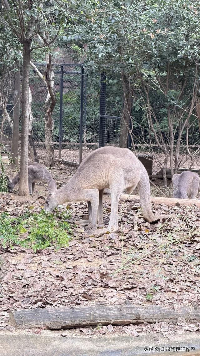 降温天逛红山动物园有多爽？