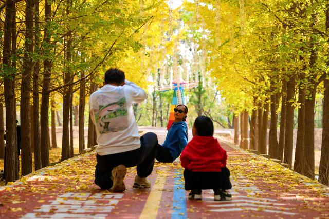 一场黄河畔的冬约 就在沿黄九美银杏林