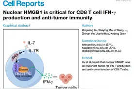 Cell子刊 | 中六脊柱外科陈克冰团队合作揭示了胞内HMGB1促进CD8 T细胞IFN-γ产生和抗肿瘤免疫的关键分子机制图片