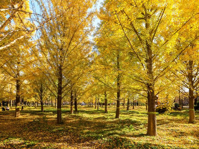 秋日邀约｜听说，你们都去看银杏了