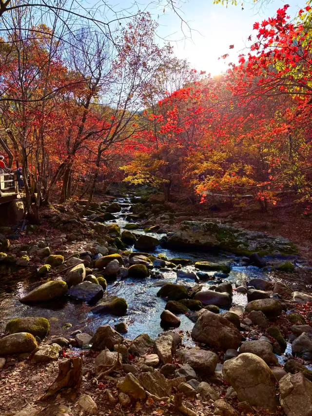 “枫”生水起 老边沟枫叶持续变红