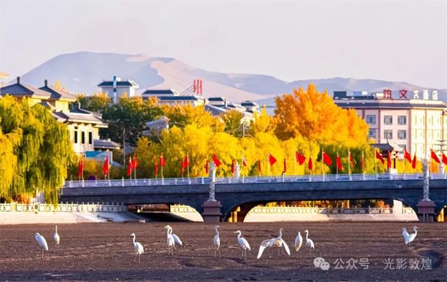 金秋时节:敦煌党河风情线上白鹭翩跹