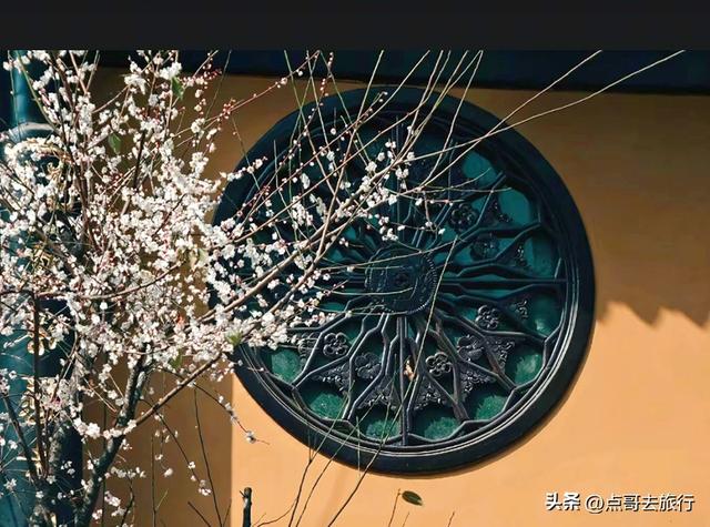 成都赏梅花的寺庙，你该去哪个？青砖红墙，一派梅花盛景，免费！