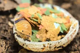 螃蟹、水母、树蛙……当年轻人在桌上养宠物，他们在养什么？图片