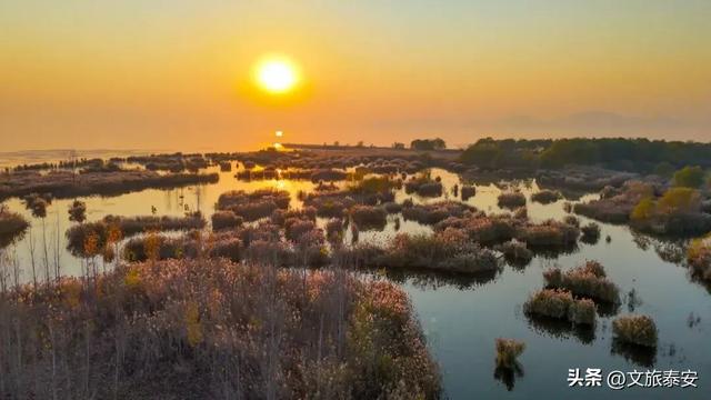 泰安“天空之镜”大火!连片芦苇+落日余晖 美到尖叫