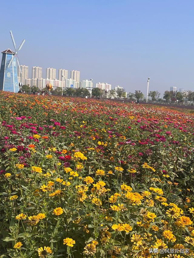 南昌马兰圩公园，七彩花海拍照太美了！