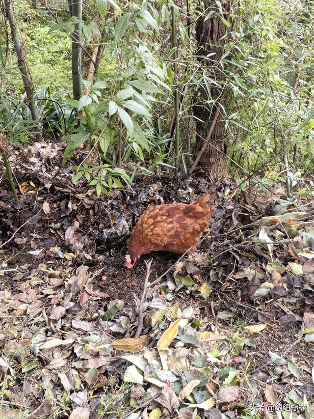 户外徒步之挑战缙云九峰，从健身梯道到狮子峰，走了四小时