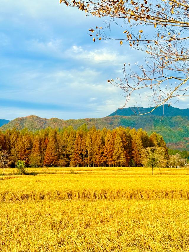 追着晚秋（黟县宏村镇塔川村）