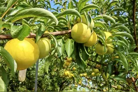 息烽县养龙司镇：蜂糖李成熟上市 甜蜜产业助增收图片