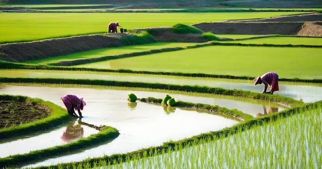 不是迷信！2026年是“四牛耕田，五人分饼，七龙治水”，啥预兆？