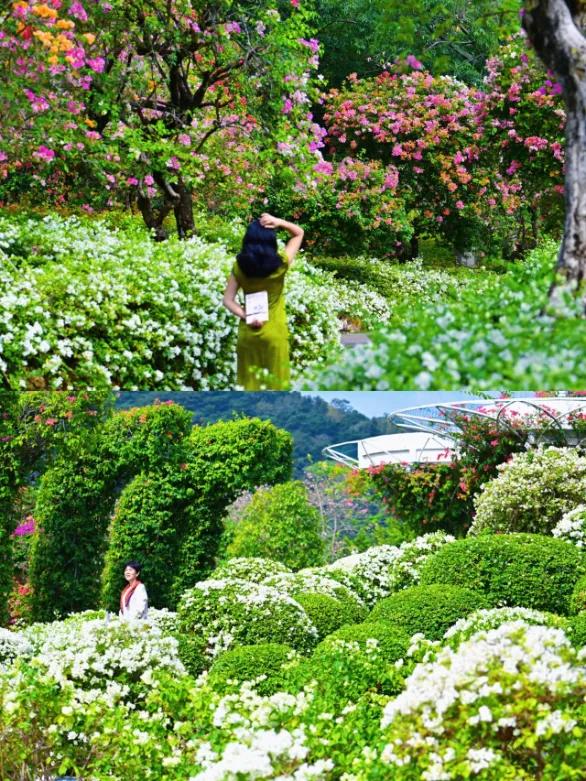 广西的冬天像是倒放的春天!三角梅天桥“火出圈”,还有一场叶子花盛宴来了……