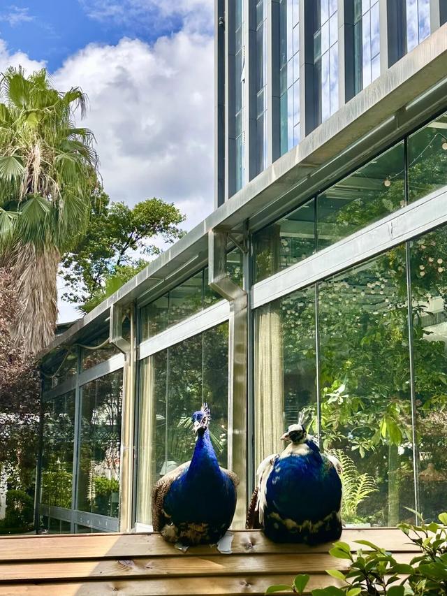 萌宠互动 + 花园美食！贵阳铂尔曼大酒店新场景点燃南明秋季文旅市场