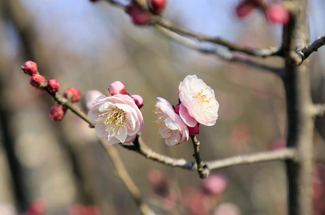梅花绽放花芬芳