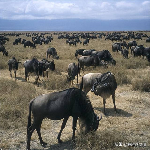 从北极万年游牧荒野，到赤道海洋湖泊群，42处世界双遗产极境之美