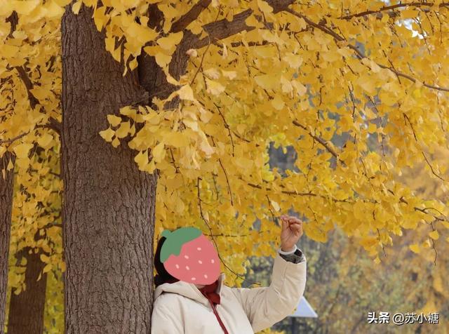 【石家庄】河北经贸大学银杏节预览，随手一拍都是壁纸