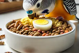 养鸟必看！提高鸟类产蛋率的秘诀，99%的人都忽略了！图片