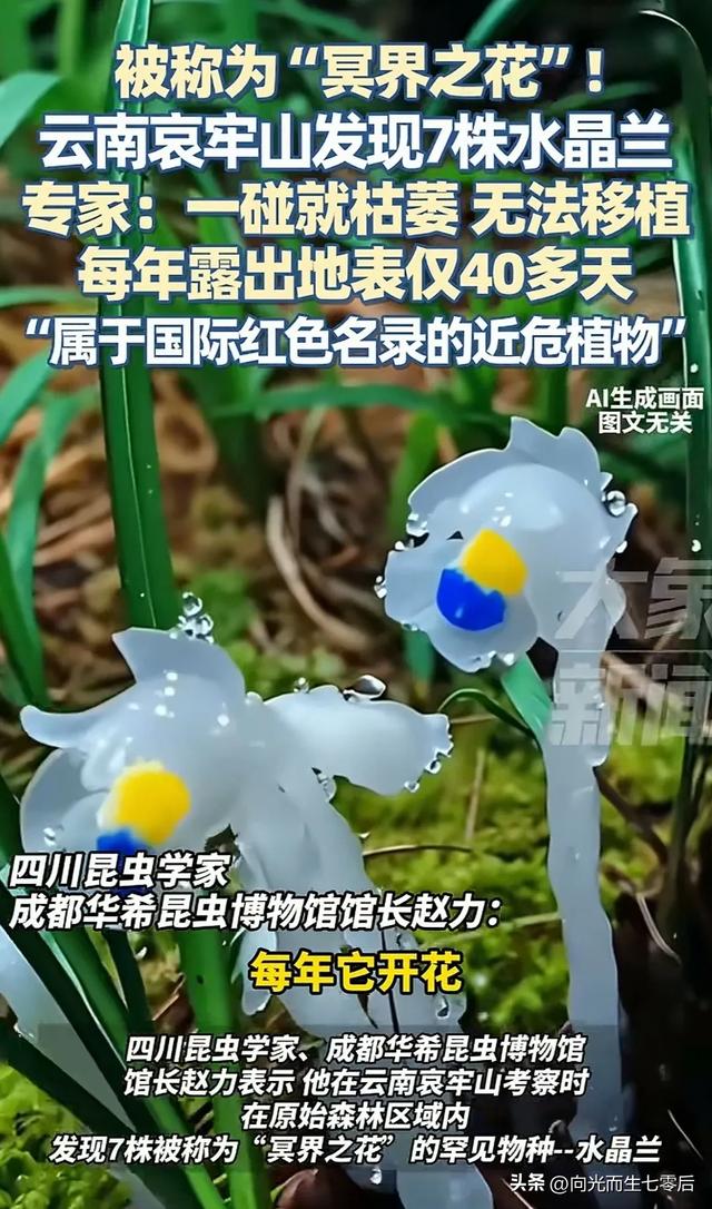 哀牢山发现7株冥界之花