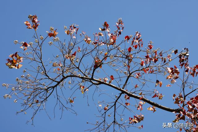 上海：闵行“小外滩”的乌桕“换妆”秋意浓错过成“遗憾”